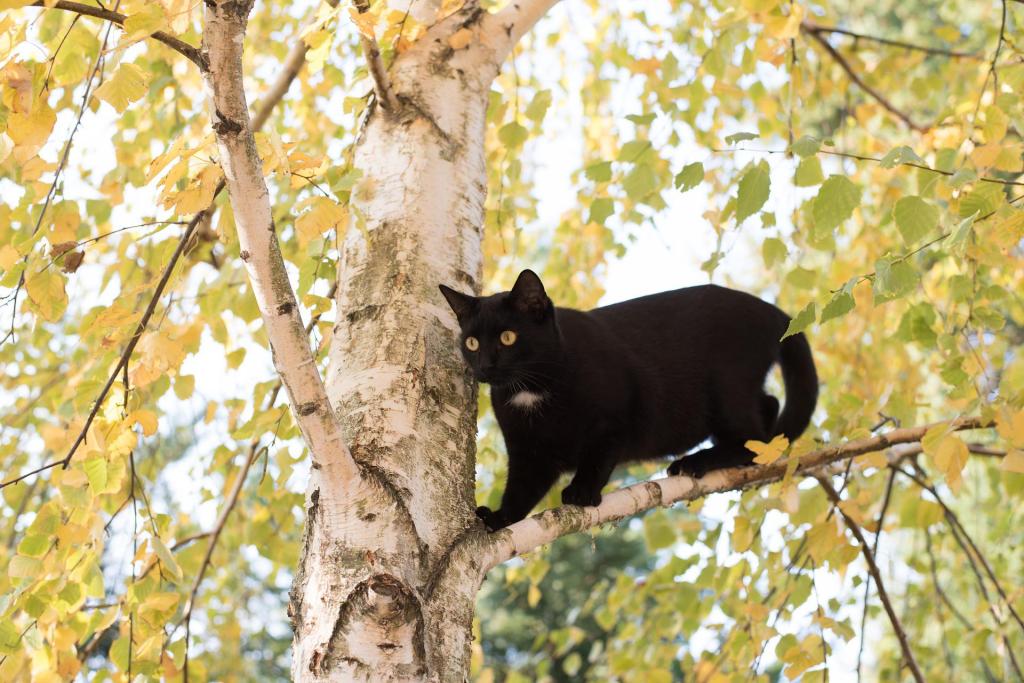 A black cat balancing on the branch f a silver birch tree