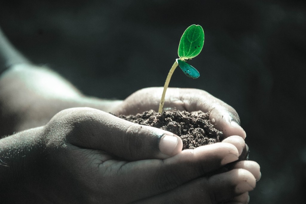 Image shows hands holding seedling and soil.