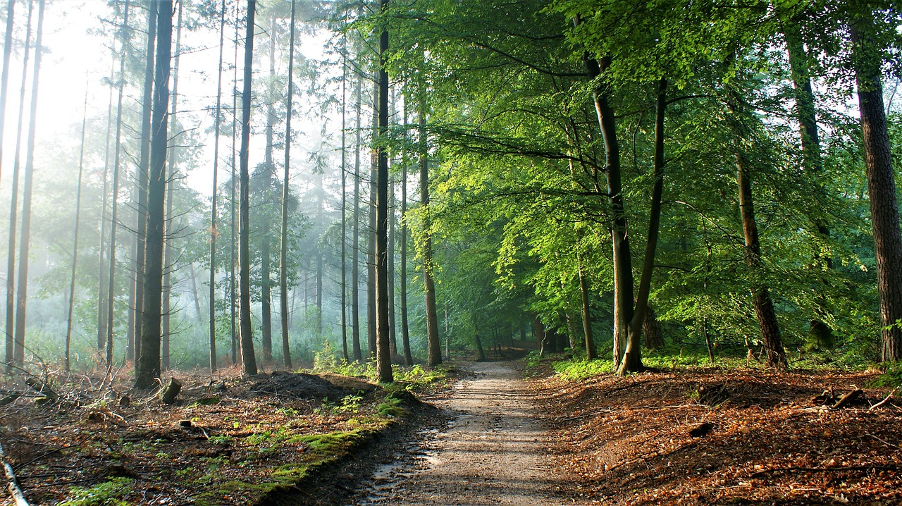 a pathway through a forest