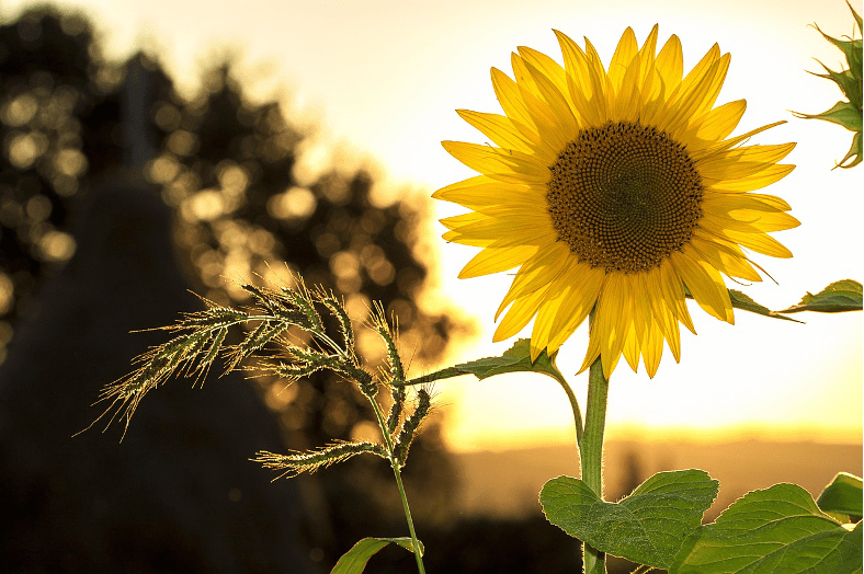 A sunflower in a field, at sunset