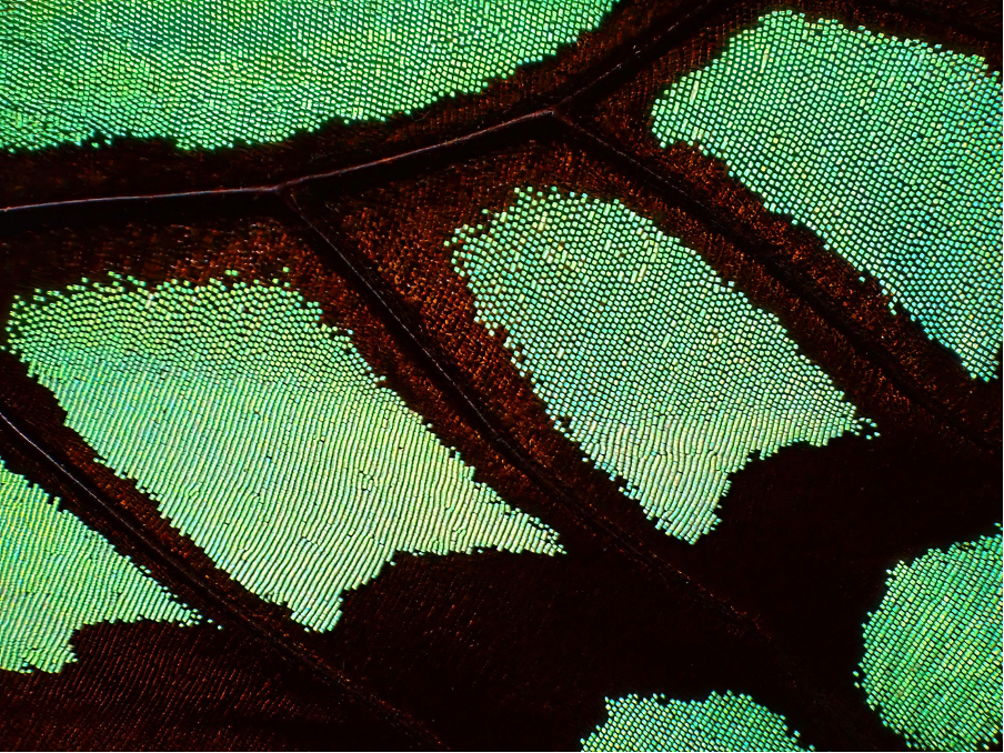 A close up of a leaf.