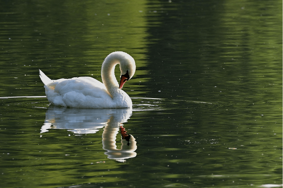 A swan on water, reflected in the water.