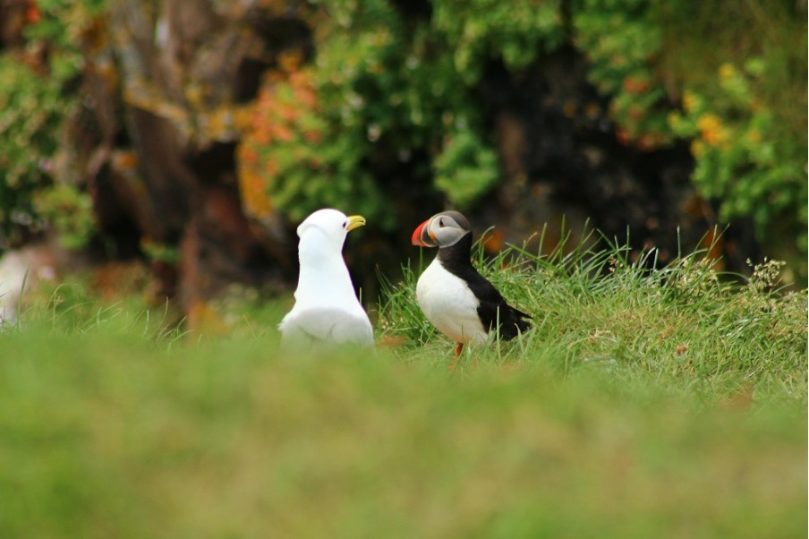 A seagull and a puffin facing each other on a grassy field.