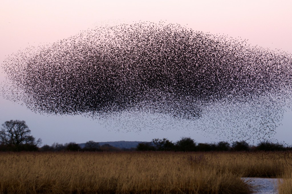 A murmuration of birds moving together across the sky, illustrating coordinated movement and collective action.