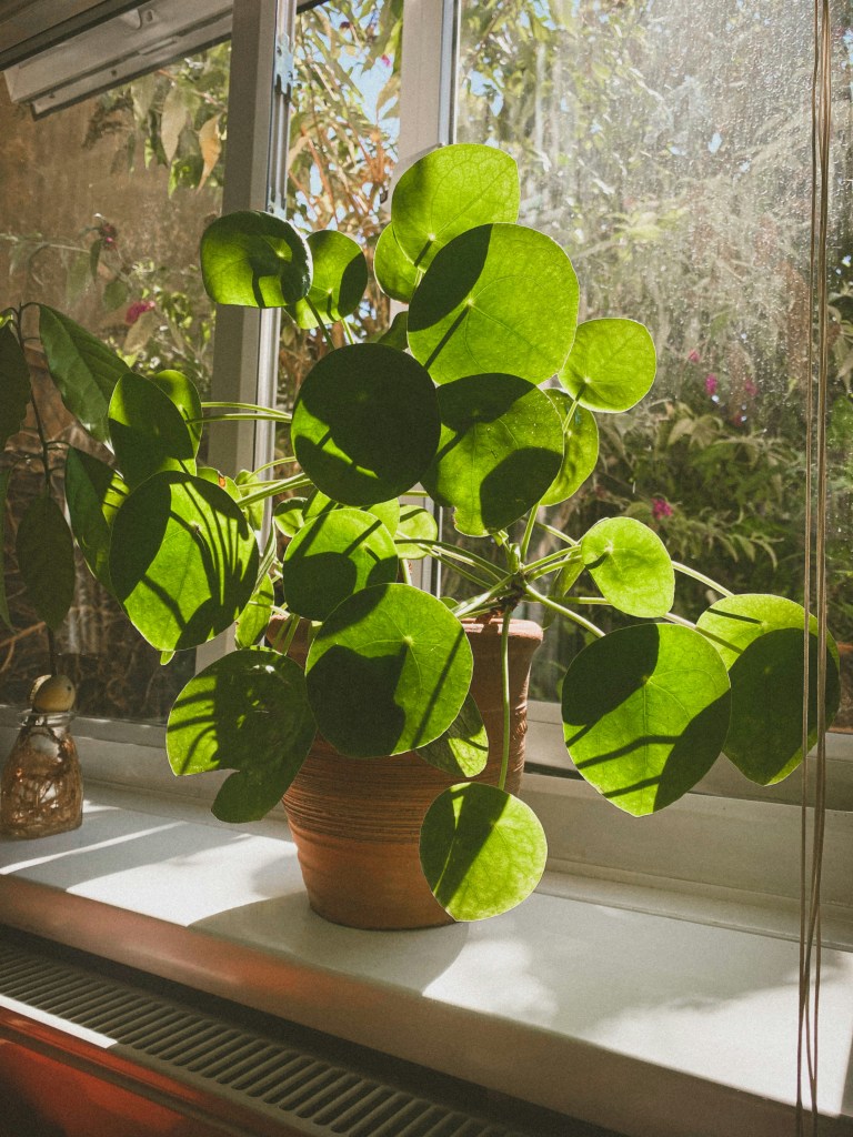 colour photo of medium pilea plant in the sun